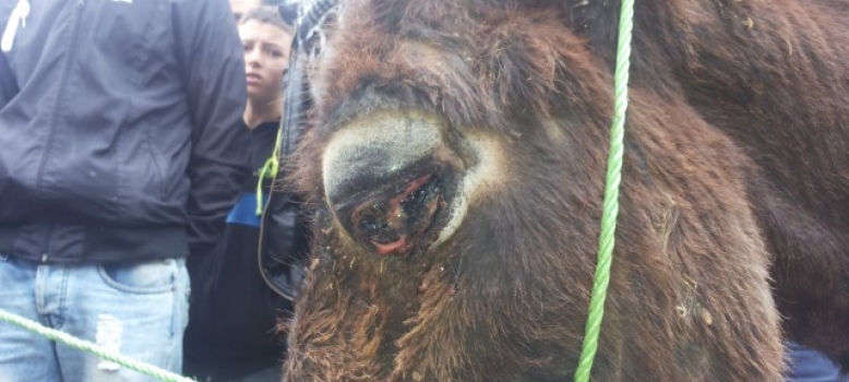 Pour une sanction contre l'employé de la commune de la province de Guercif Maroc pour avoir torturé et percé les yeux de trois ânes