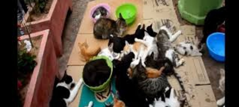 Non à l'extermination des chats du marché d'Agadir
