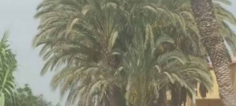 جريمة بيئية