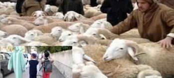 حملة الدخول المدرسي وكبش العيد